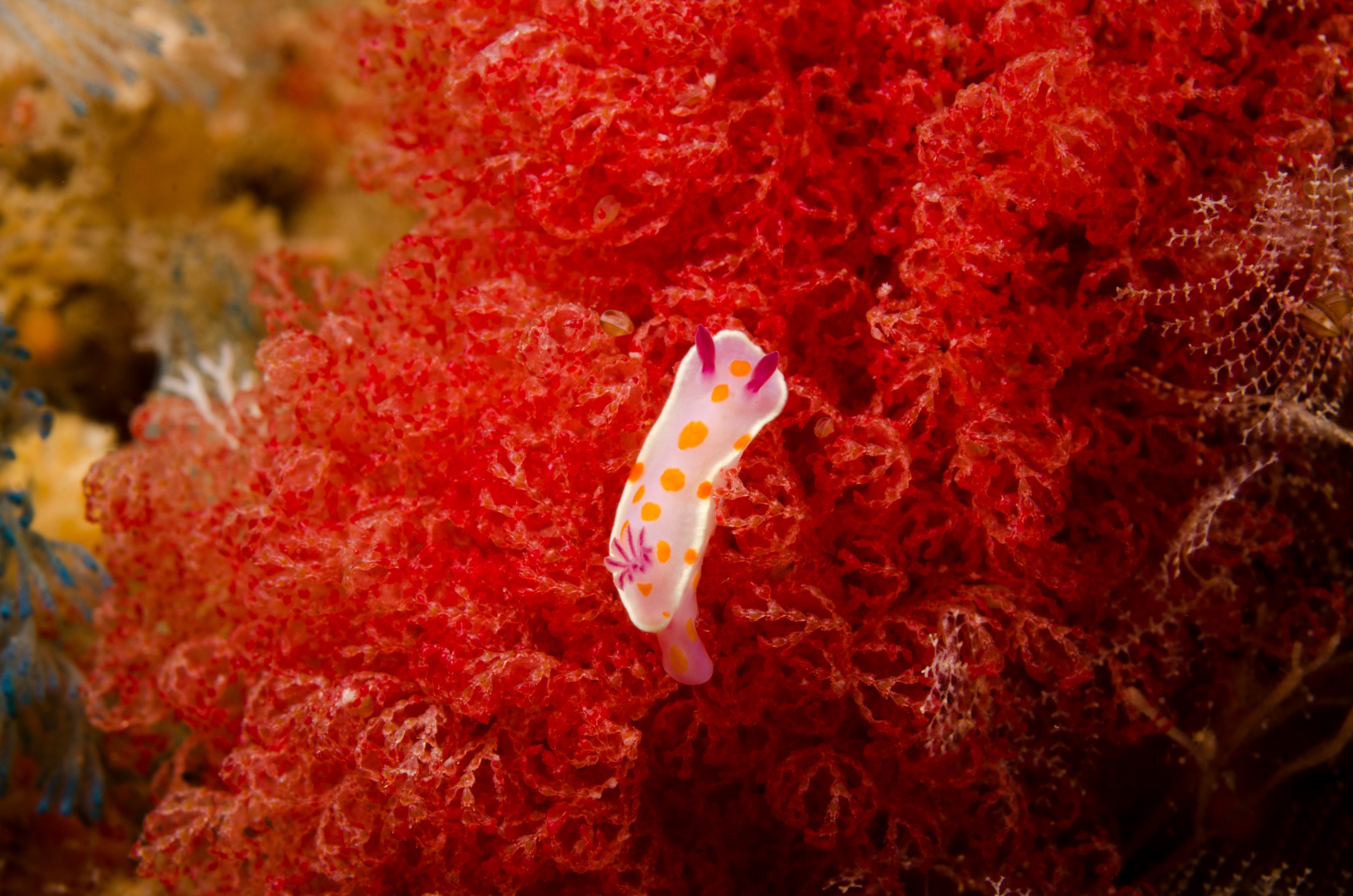 DSC_8379 – Nudibranch, Mollusc, Sea slug, seaslug, poor, knights, marine, reserve, Clown, Ceratosoma, amoenum, Pterocella, vesiculosa, bryozoan, Crispin, marine, new zealand, zealand, new, nz,